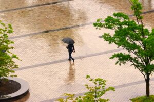 雨の日の調査
